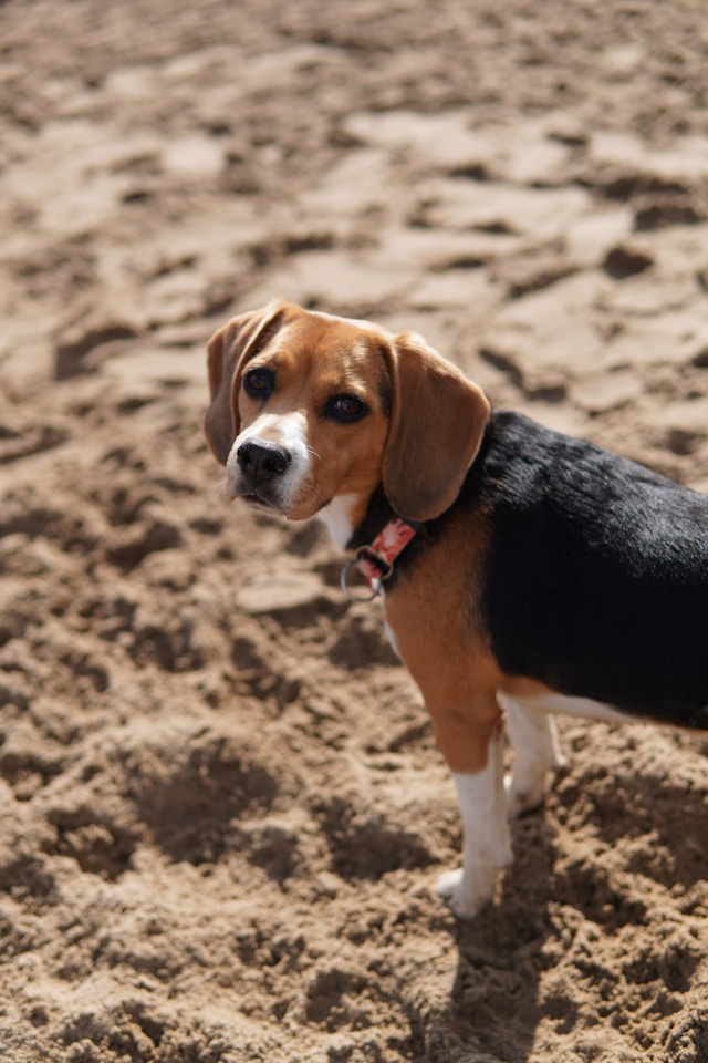 Beagle Dog at the Beach